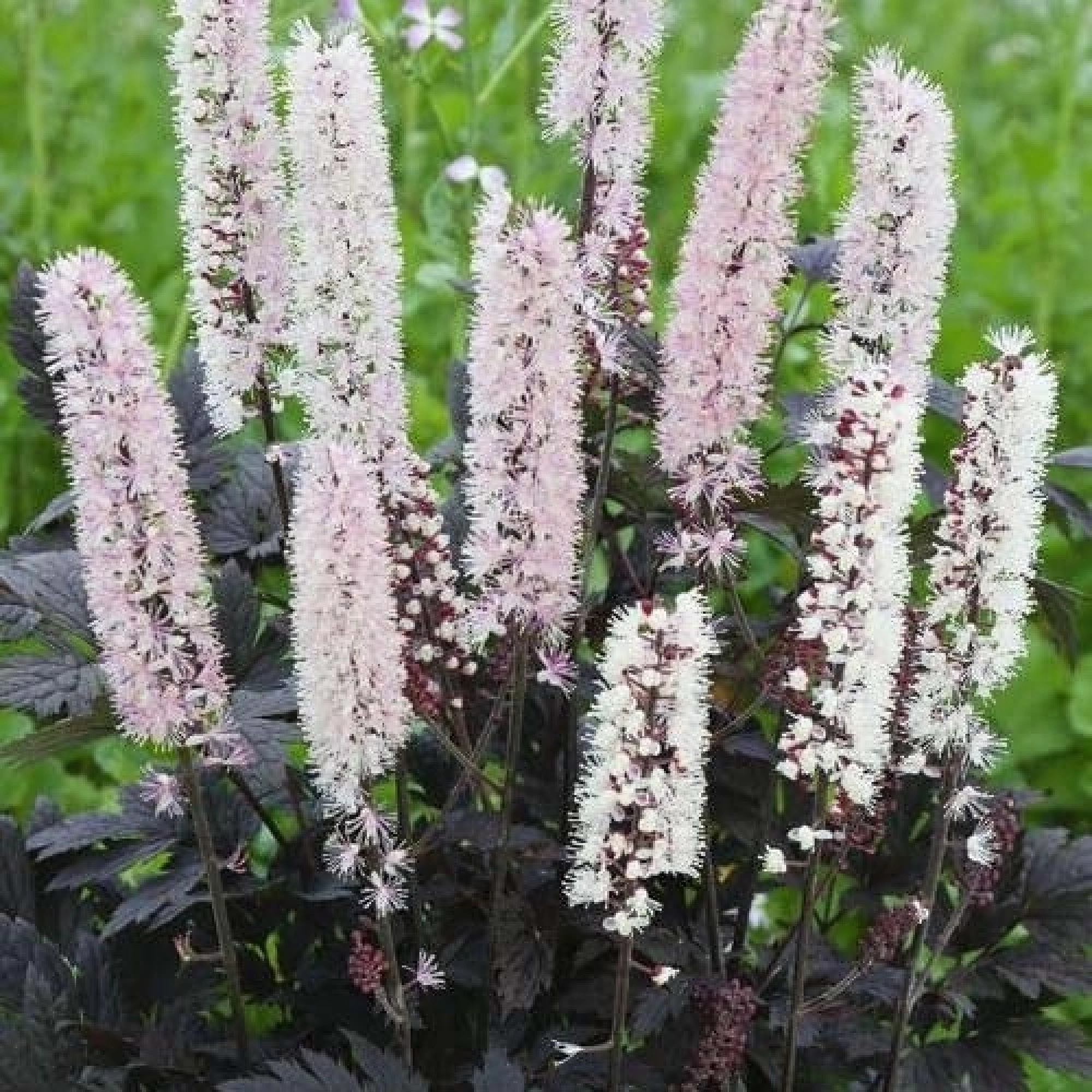 Превью изображения