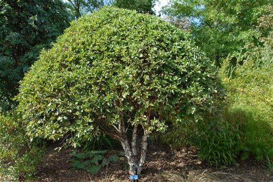 Превью изображения