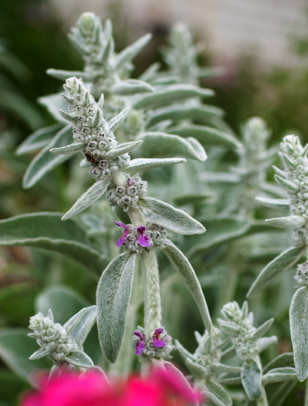 Превью изображения