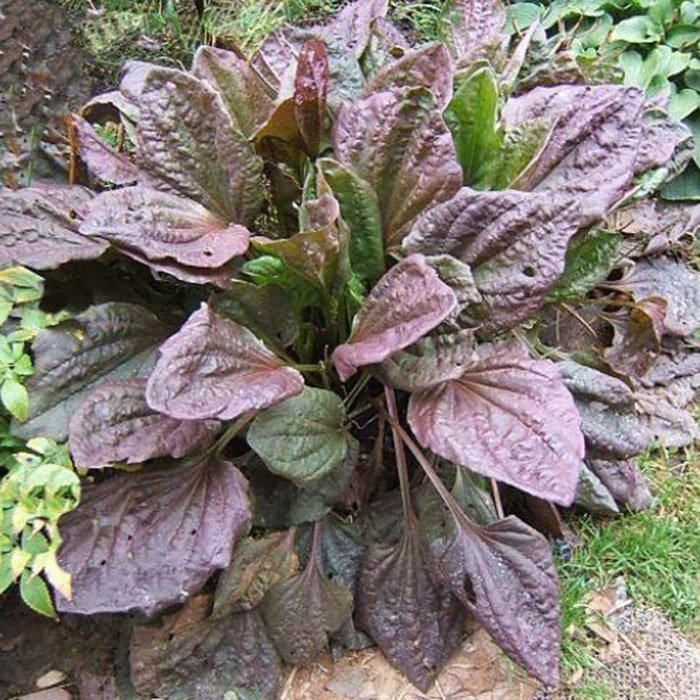 Превью изображения