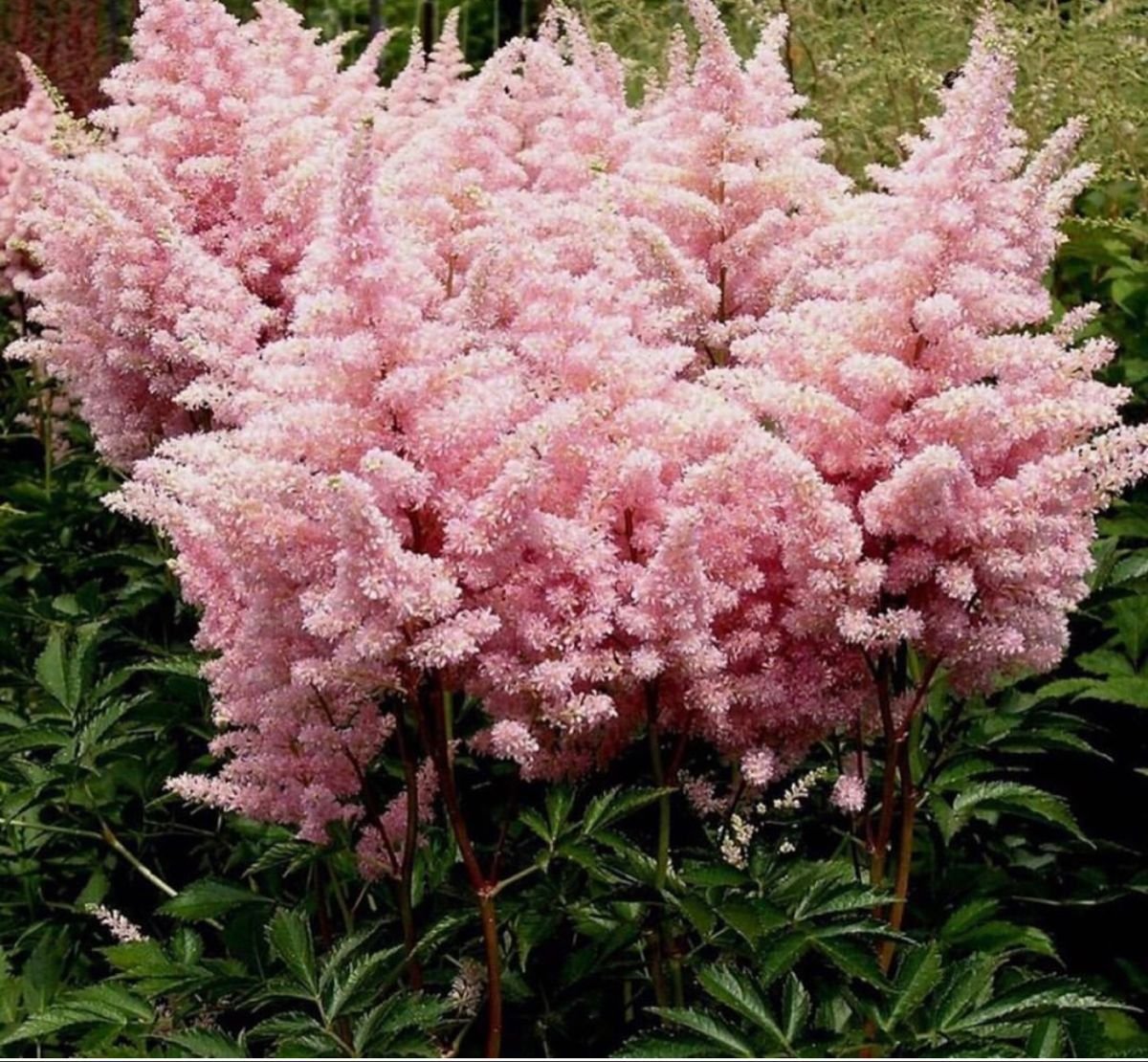 Превью изображения