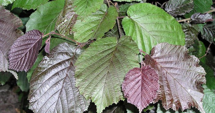 Превью изображения