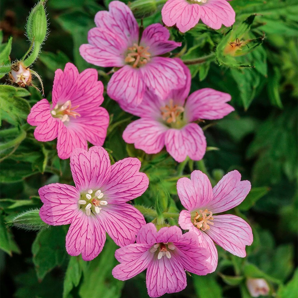 Превью изображения