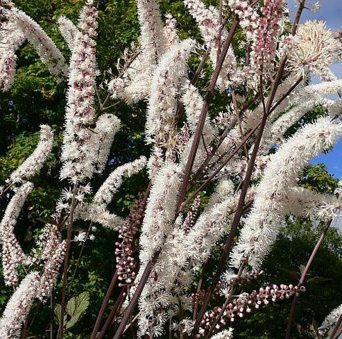 Превью изображения