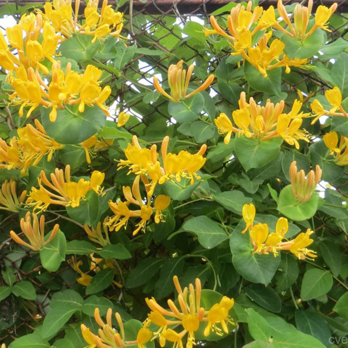 Превью изображения