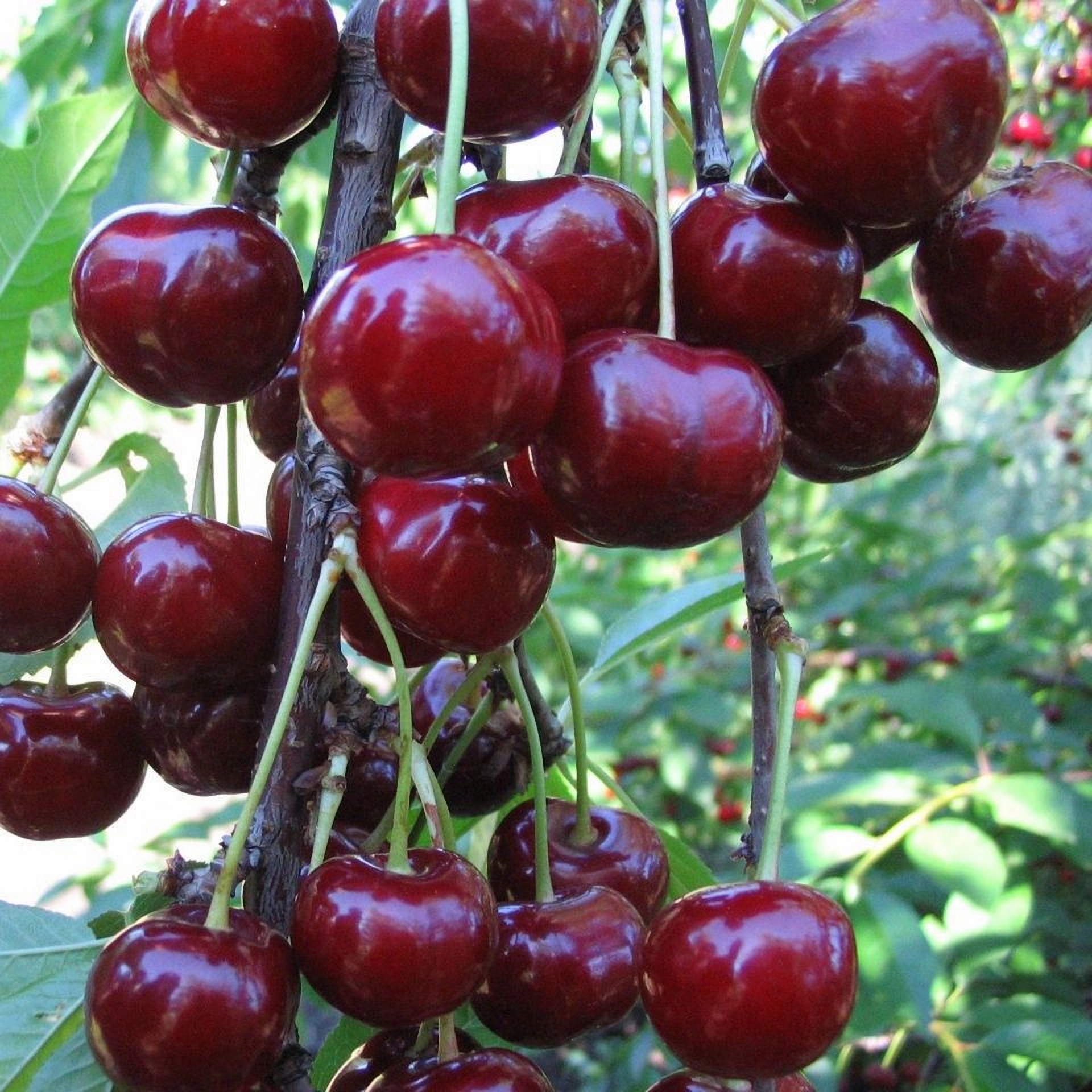 Превью изображения