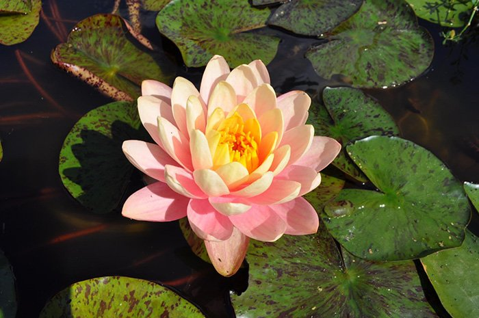 Превью изображения