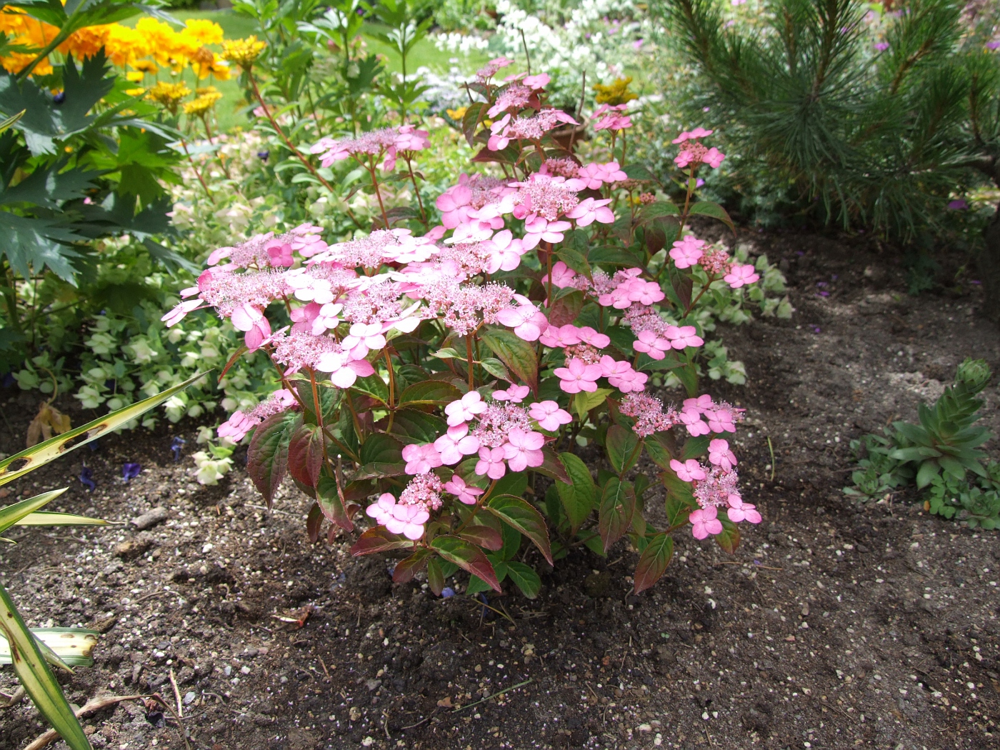 Превью изображения