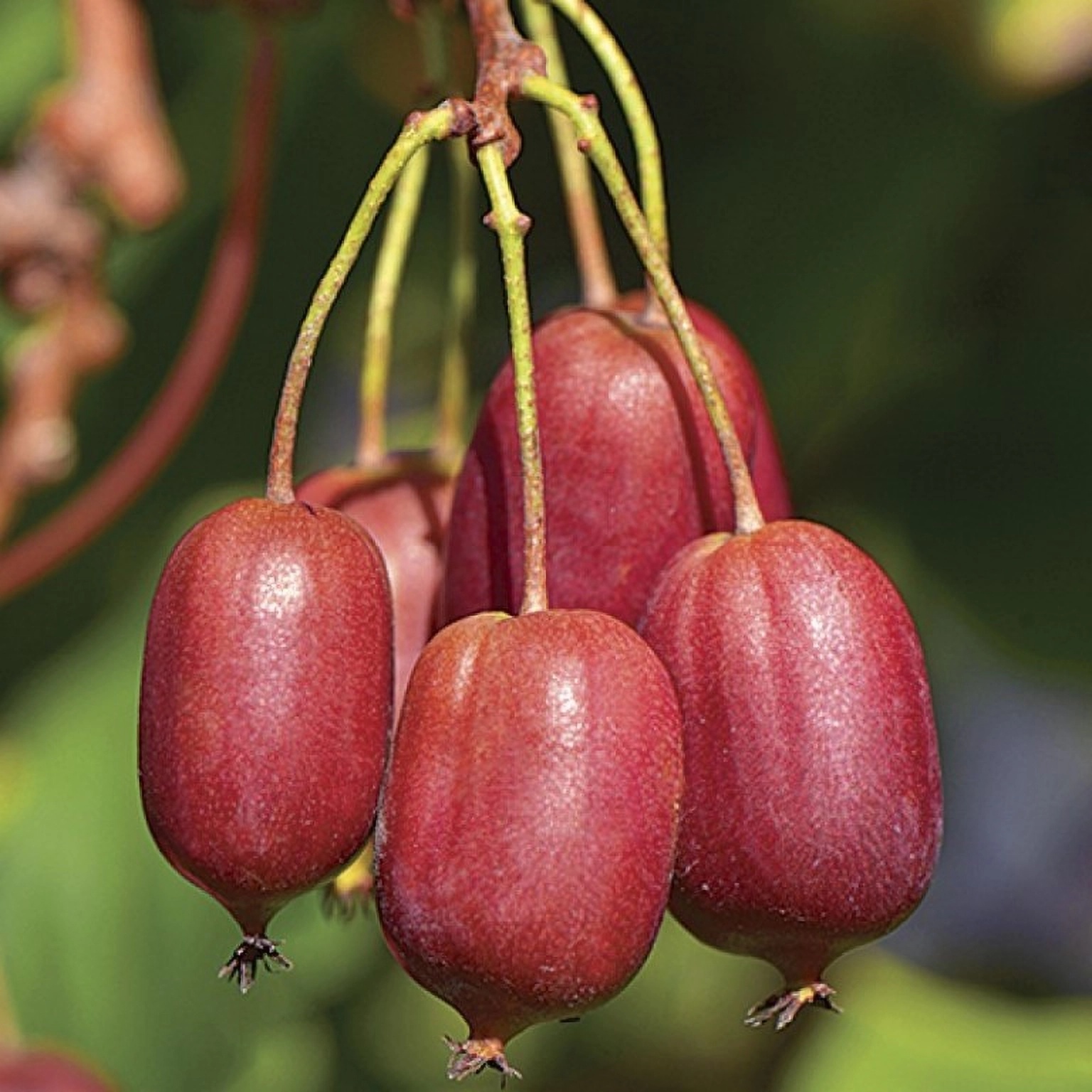 Превью изображения