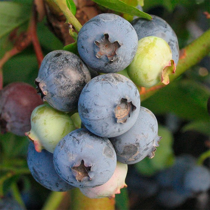 Превью изображения