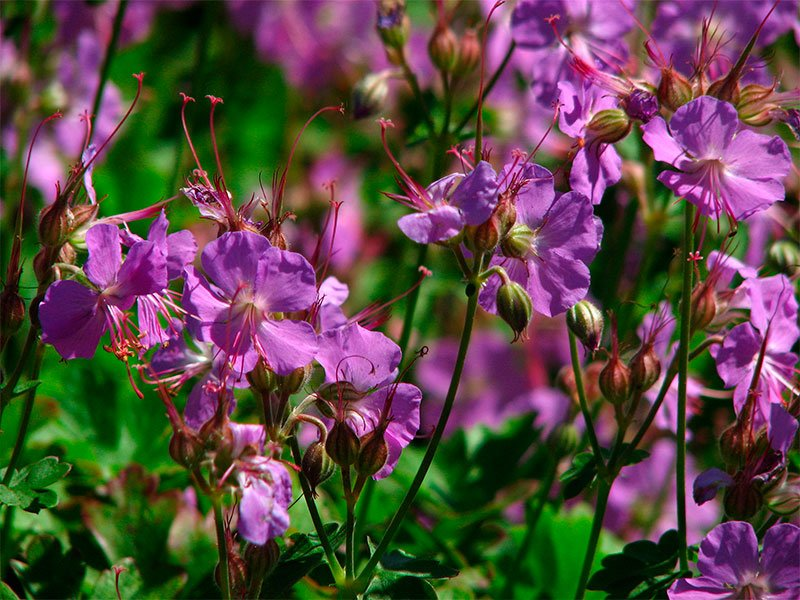 Превью изображения