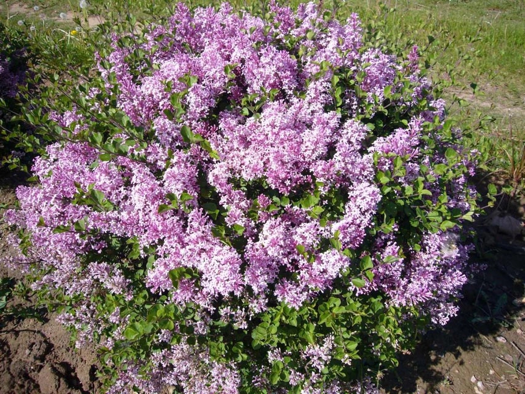 Превью изображения