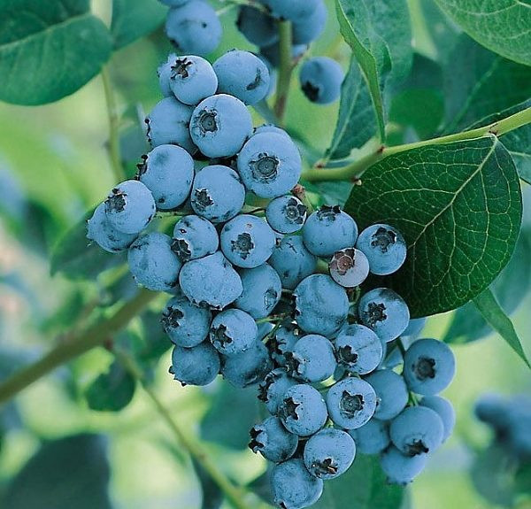 Превью изображения