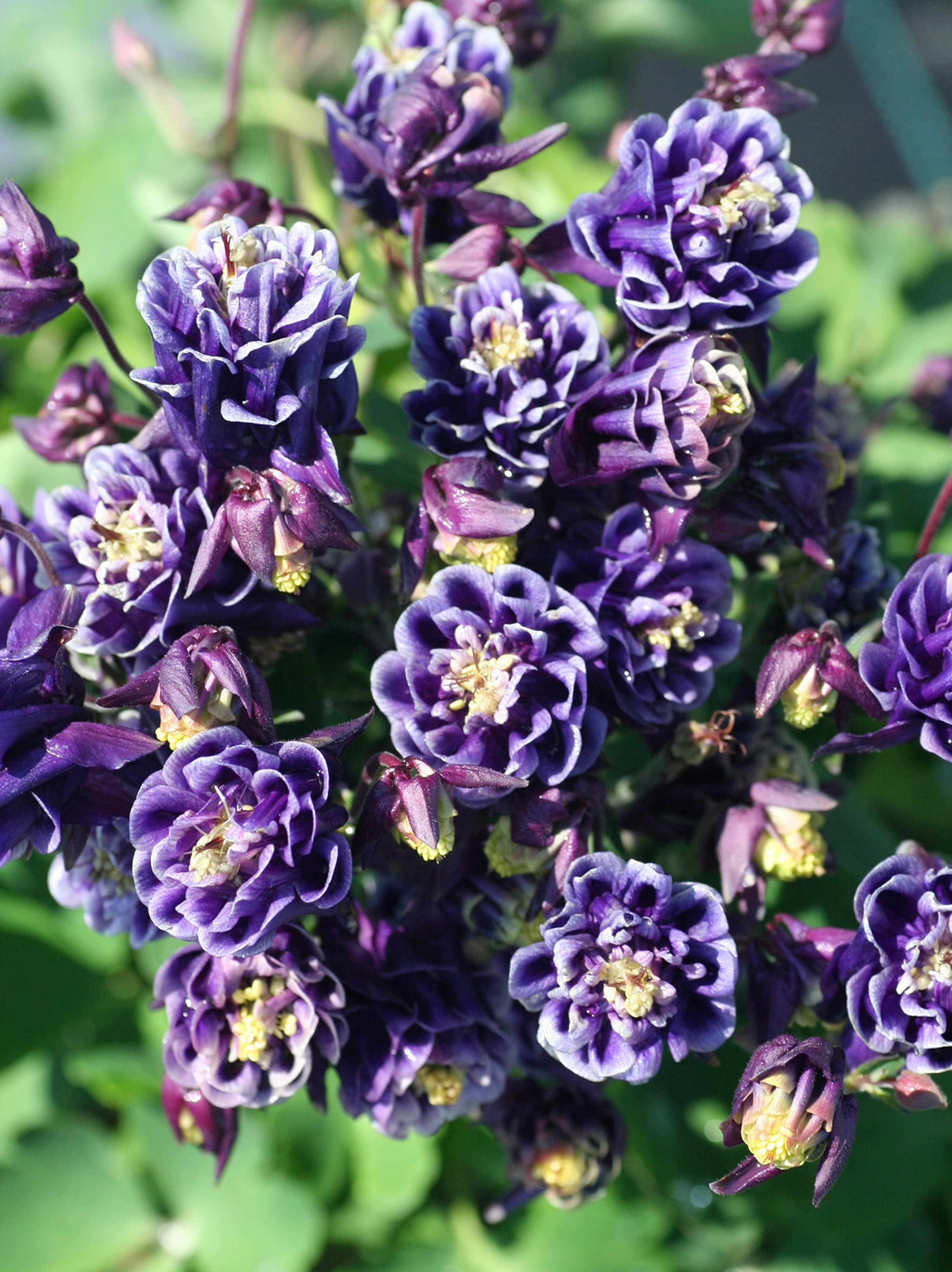 Превью изображения