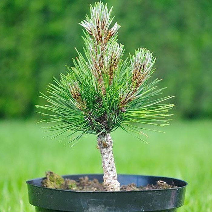 Превью изображения