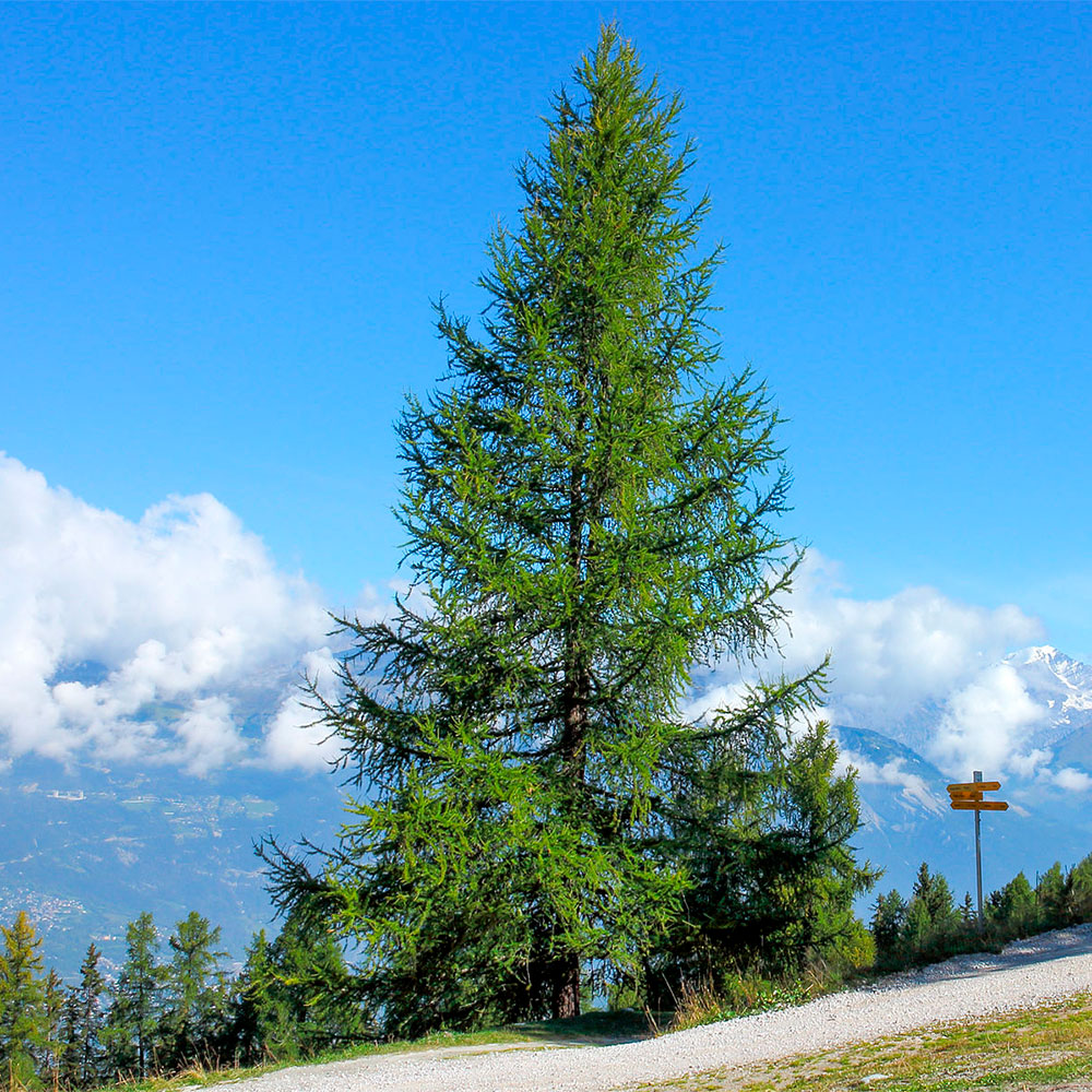 Превью изображения