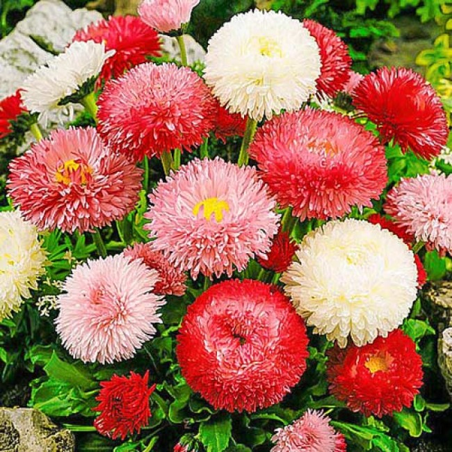 Превью изображения