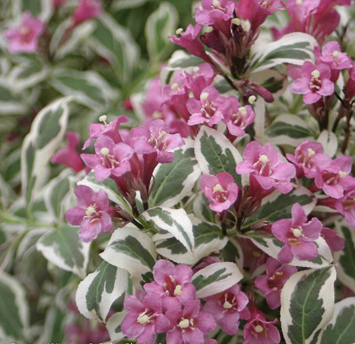 Превью изображения