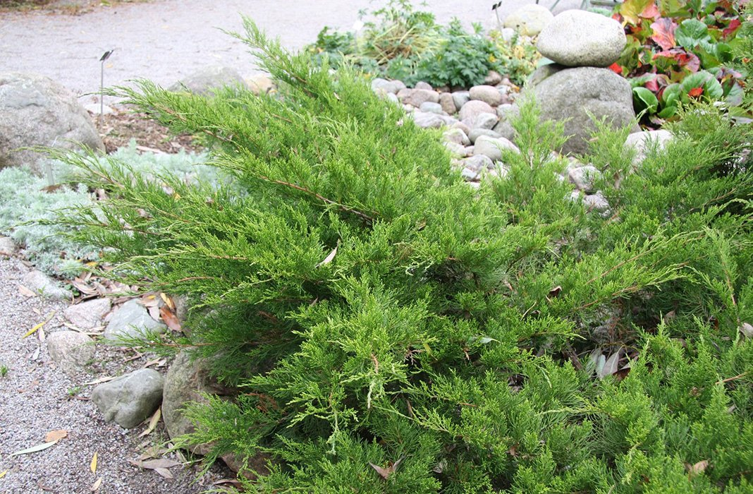 Превью изображения