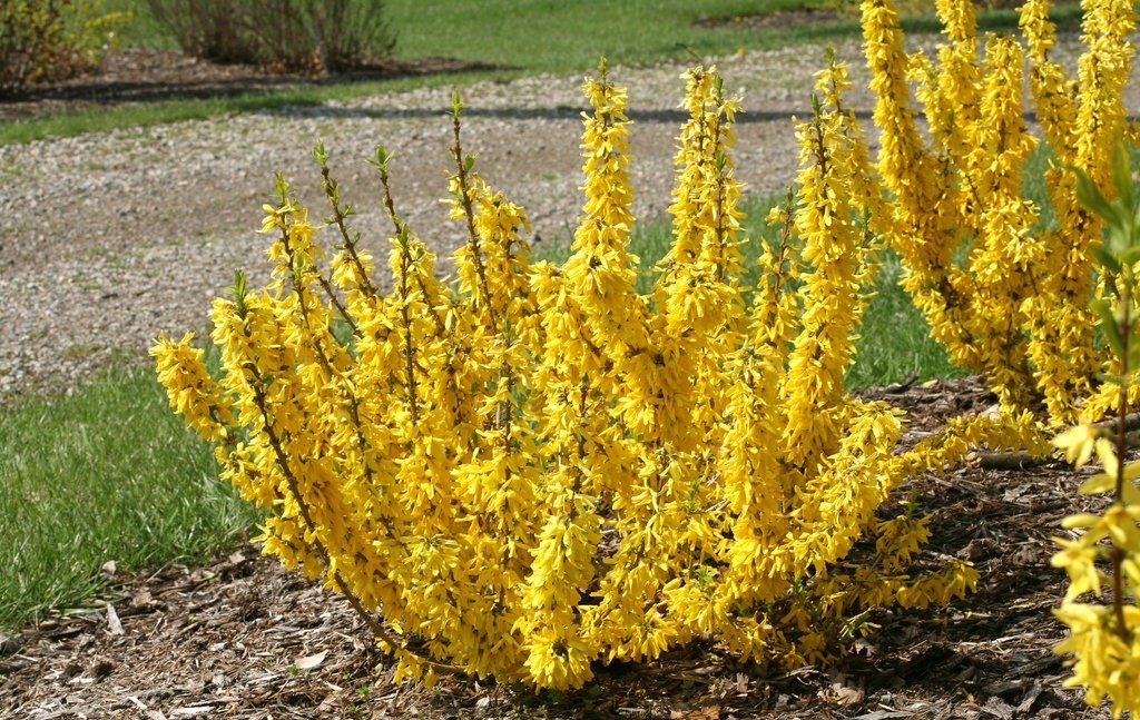 Превью изображения