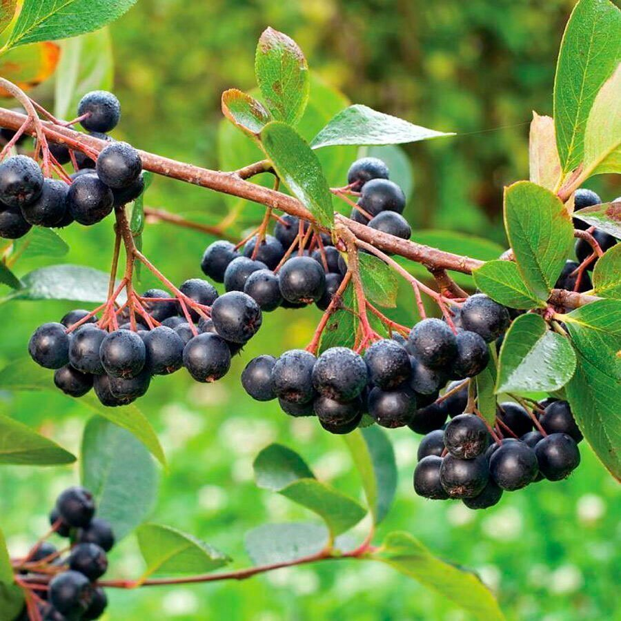 Превью изображения