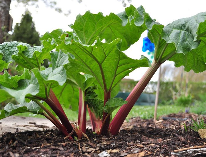 Превью изображения