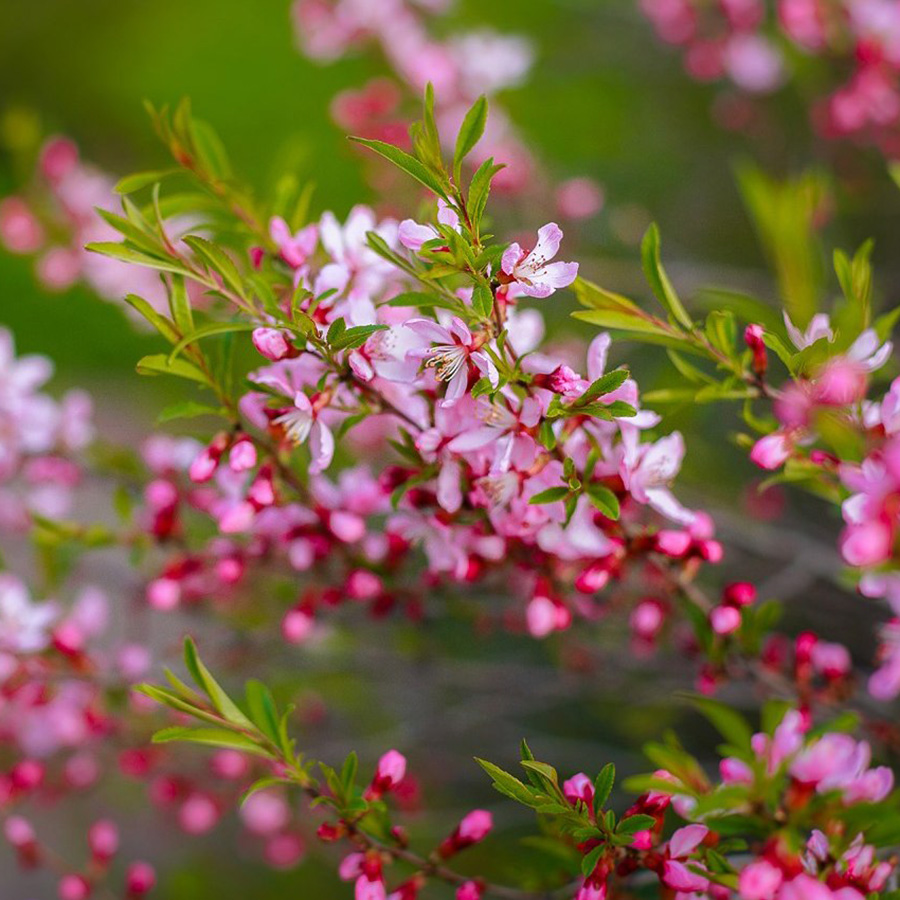 Превью изображения