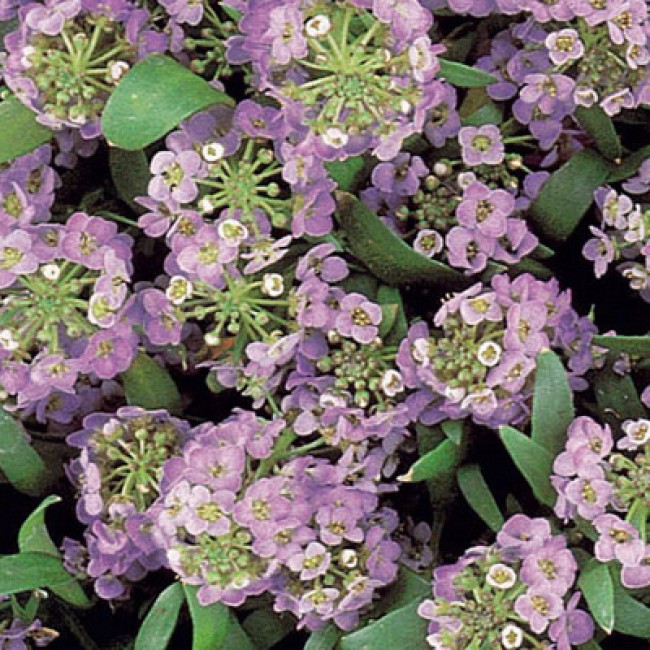 Превью изображения