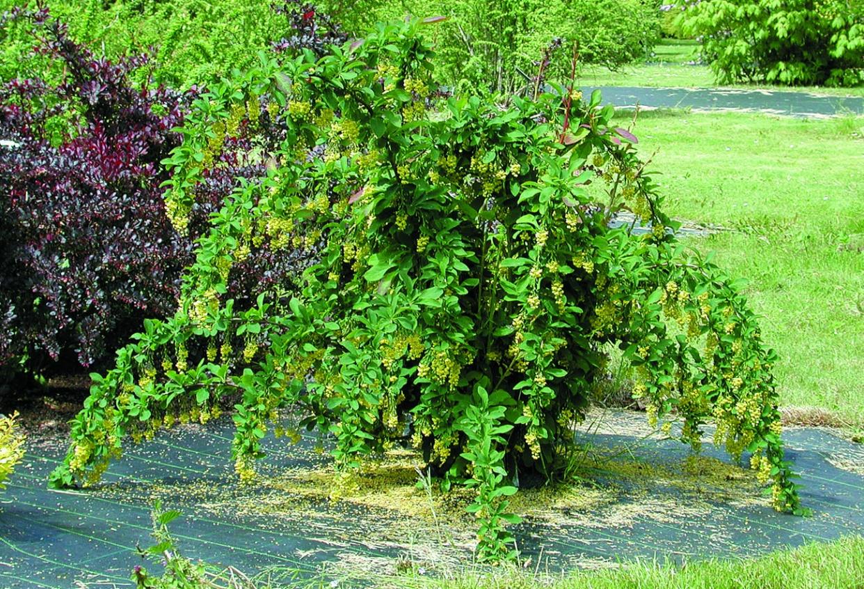 Превью изображения