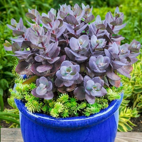 Превью изображения