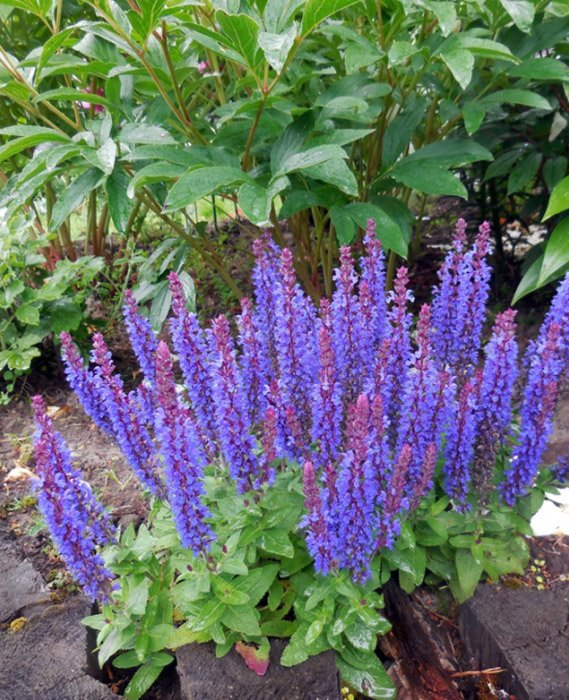 Превью изображения