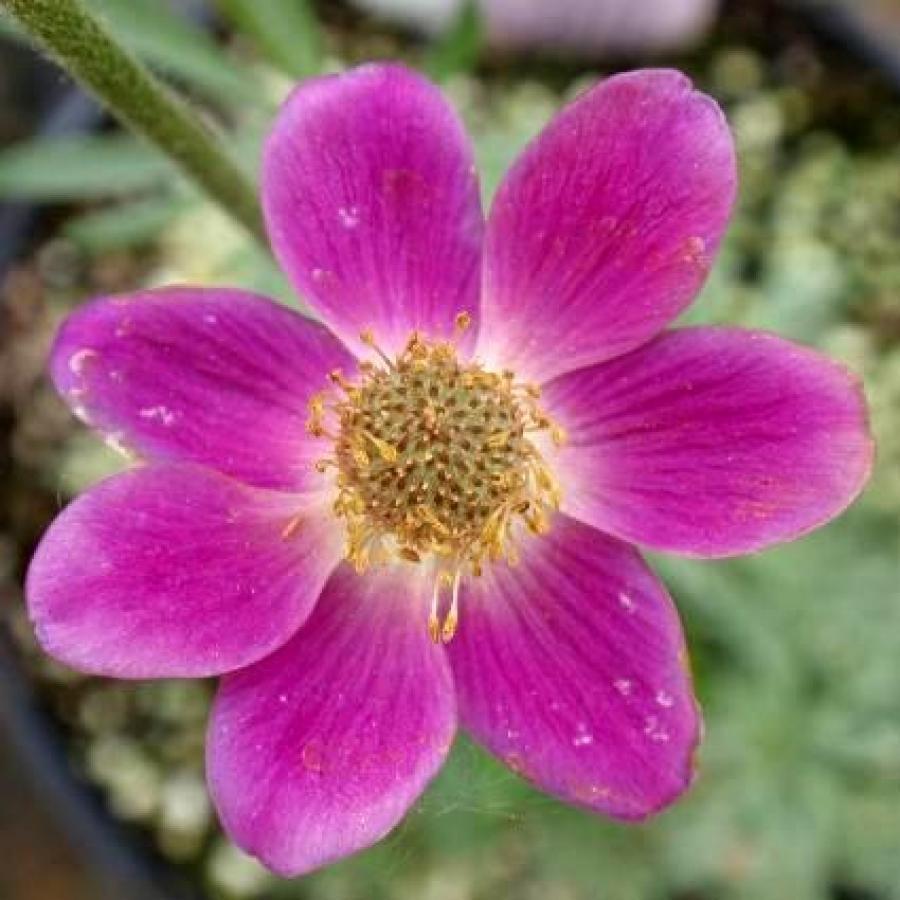 Превью изображения