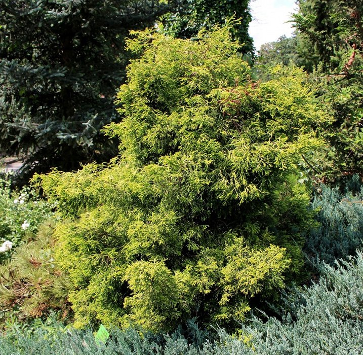 Превью изображения