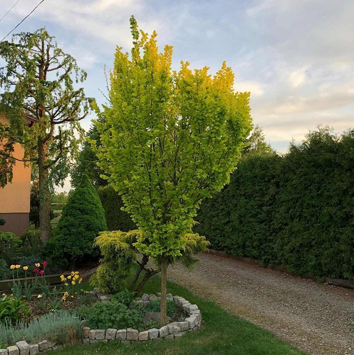 Превью изображения