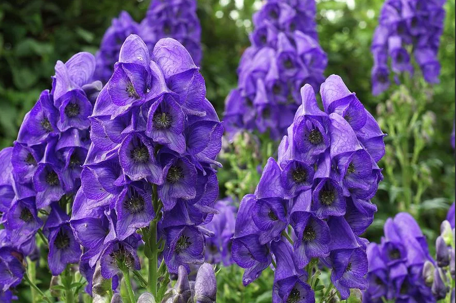 Превью изображения