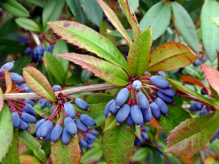 Превью изображения