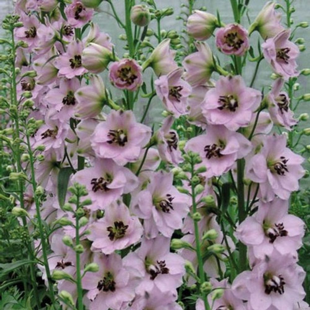 Превью изображения