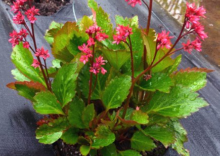 Превью изображения