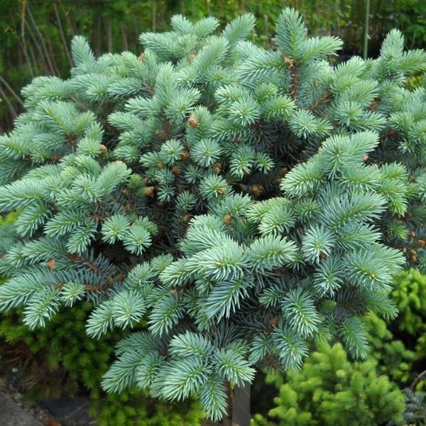 Превью изображения