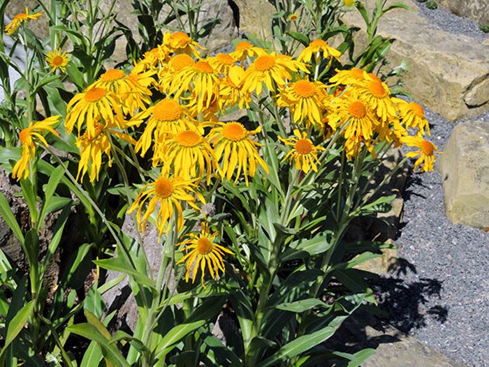 Превью изображения