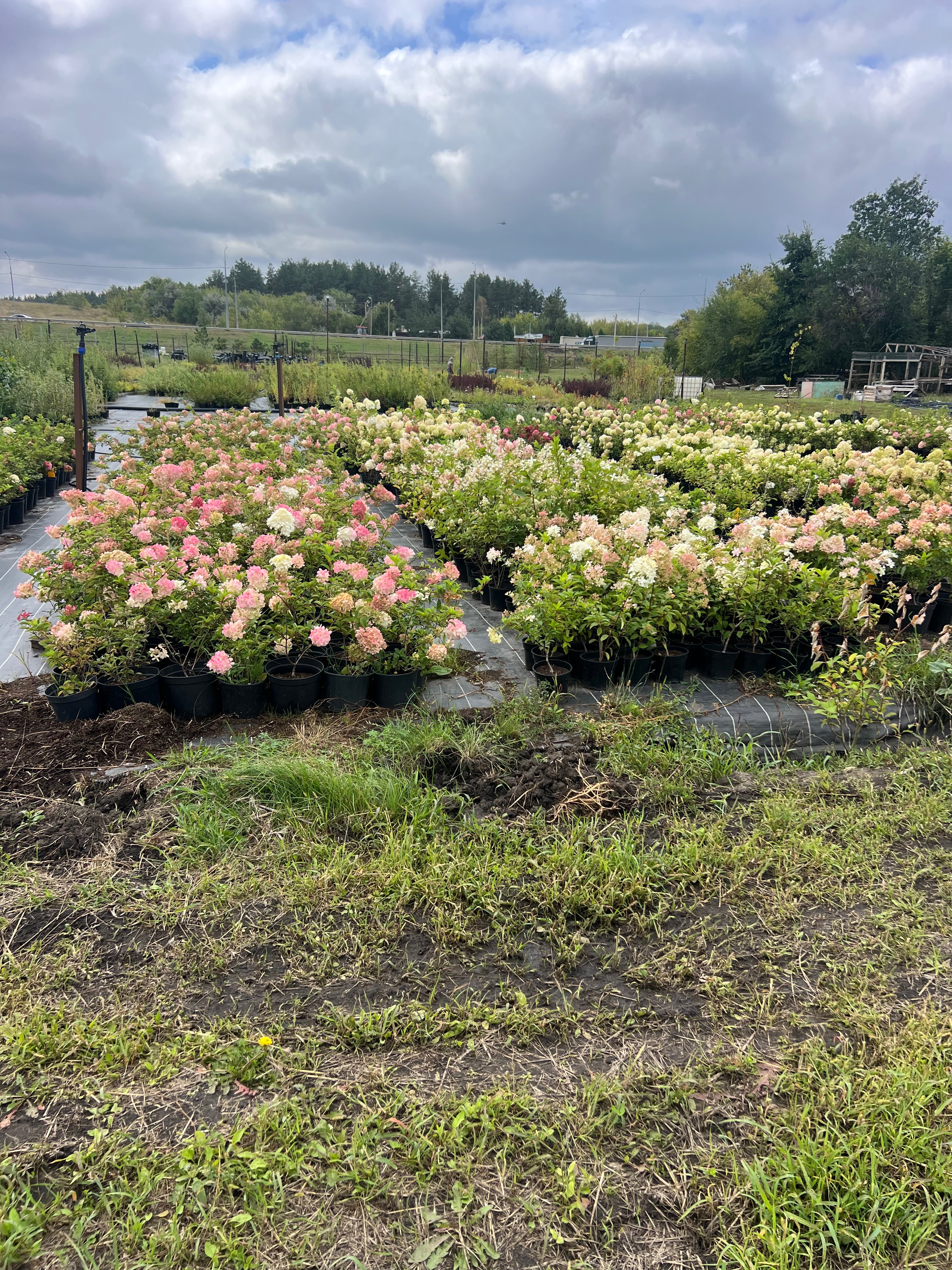 Превью изображения