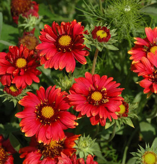 Превью изображения