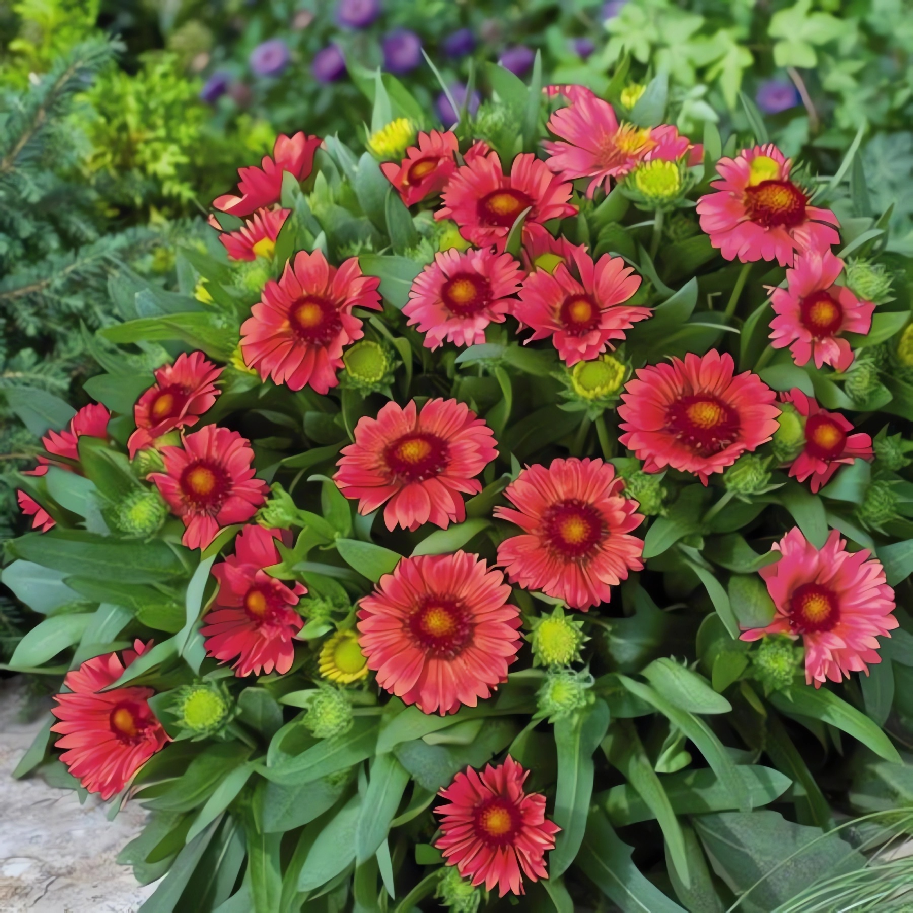 Превью изображения