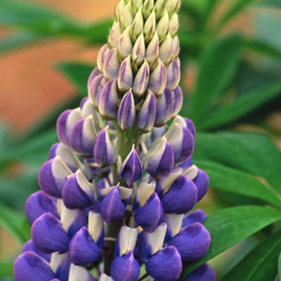 Превью изображения