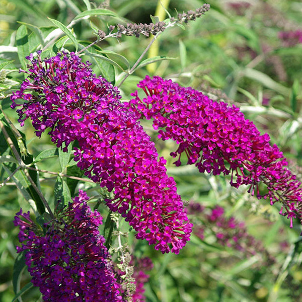 Превью изображения