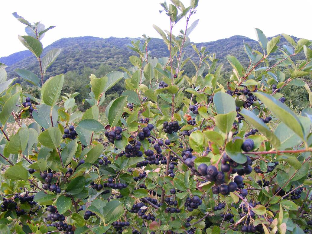 Превью изображения