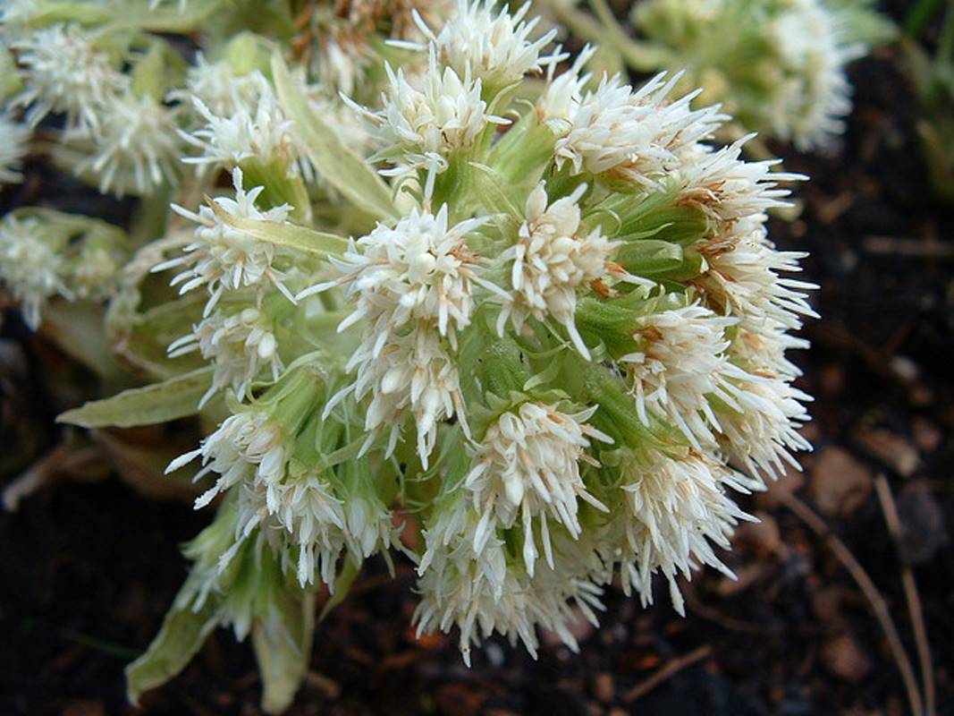 Превью изображения