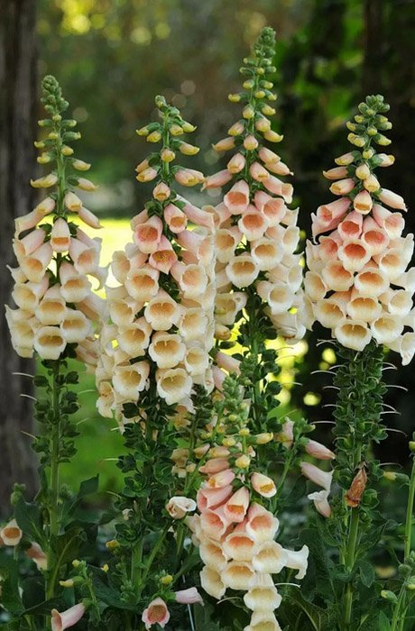 Превью изображения