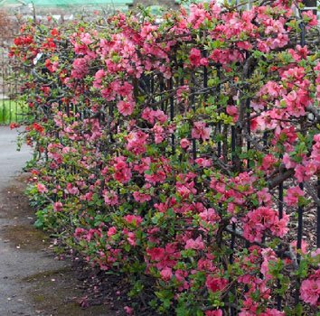 Превью изображения