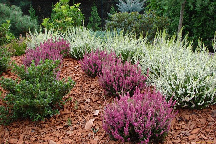 Превью изображения